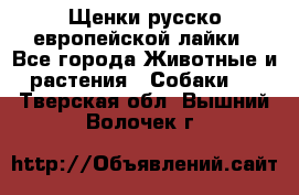 Щенки русско европейской лайки - Все города Животные и растения » Собаки   . Тверская обл.,Вышний Волочек г.